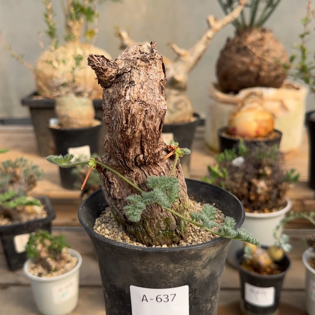 637枯木洋葵块根植物