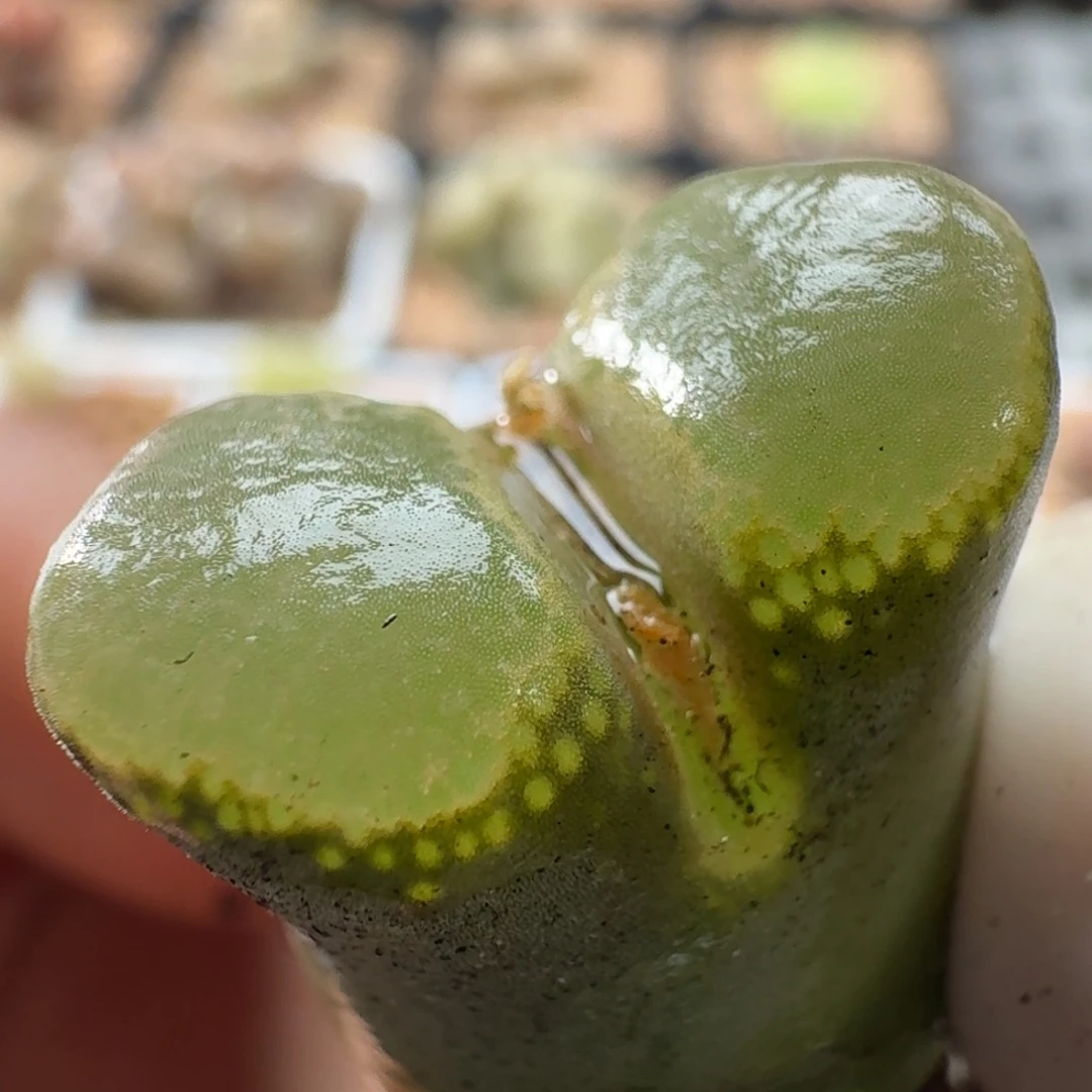 3932风铃玉肉锥植物