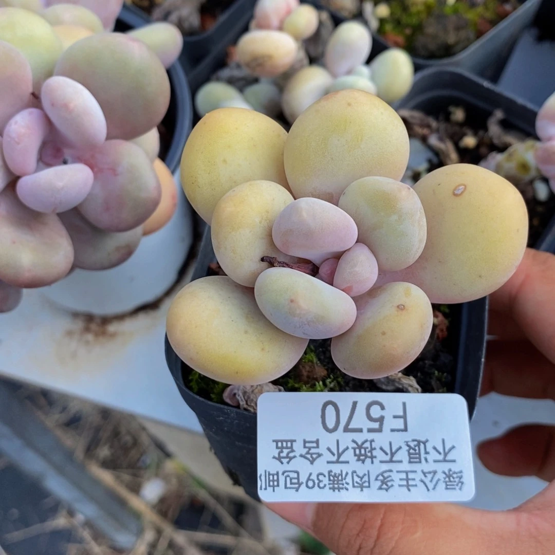 570蛋黄奶多肉6c m