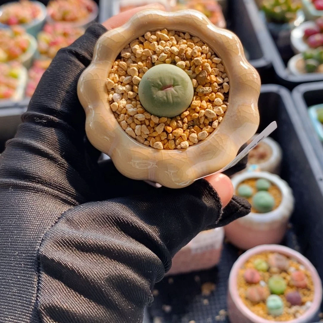 7228-一物一拍 带盆 贝特分