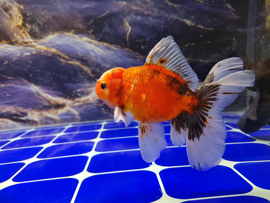 水中贵族观赏鱼泰狮金鱼