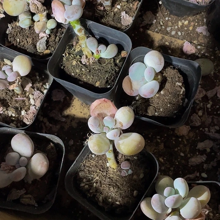 6.5方蛋黄奶处理1元带盆土