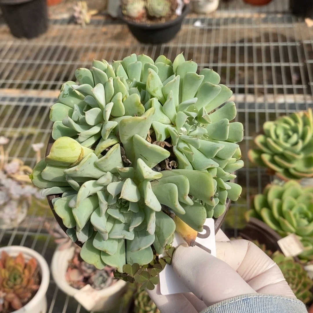 2426雪精灵一物一拍