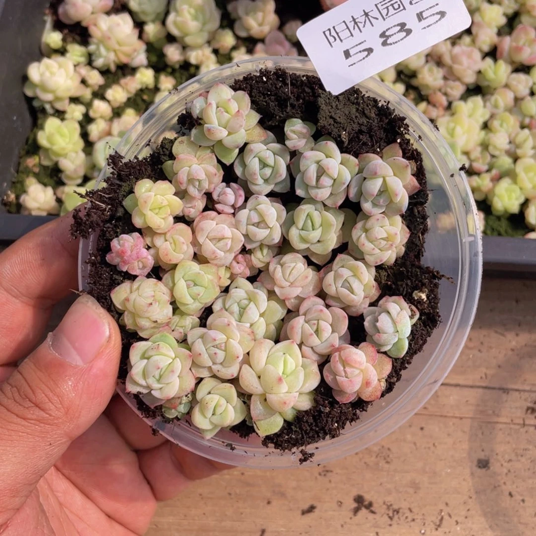 多肉植物多肉植物585