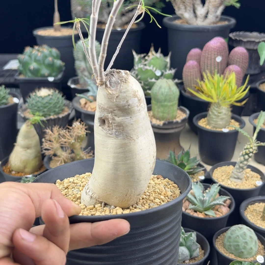 柳叶麒麟一物一拍