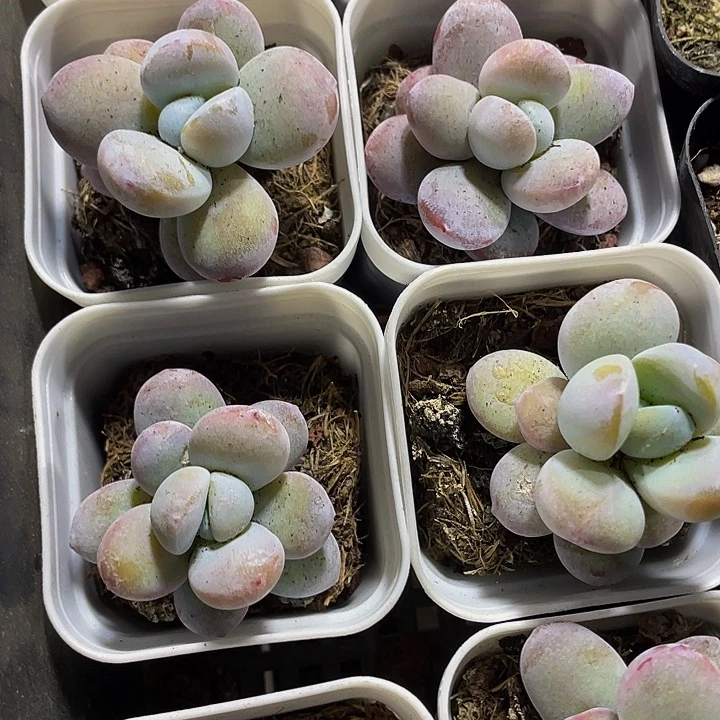 雪美人2.8带盆土