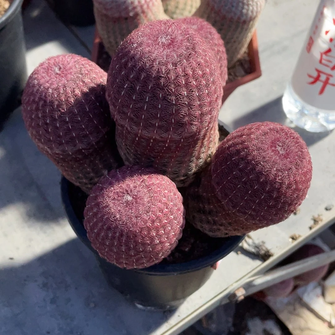 仙人球红太阳五头