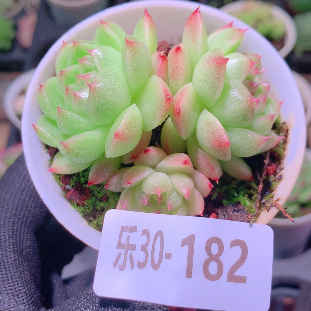 乐然30-182 麦秆群