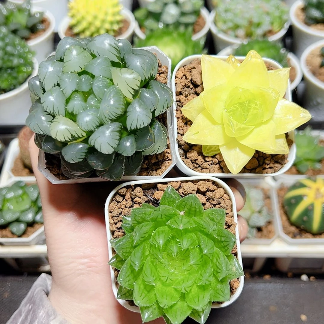 三颗福利原盆原土