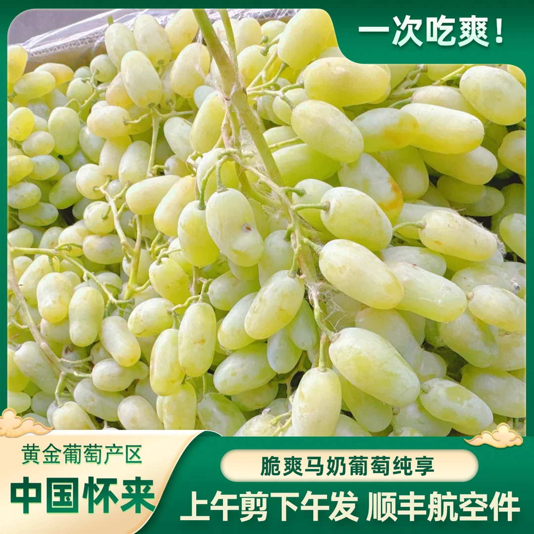 「四斤纯享」白马奶葡萄怀来葡萄顺丰航空件