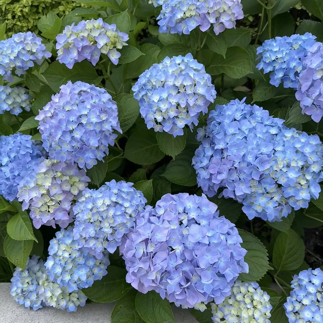 易多梦幻绣球花盆栽庭院阳台新手易养护喜水植物