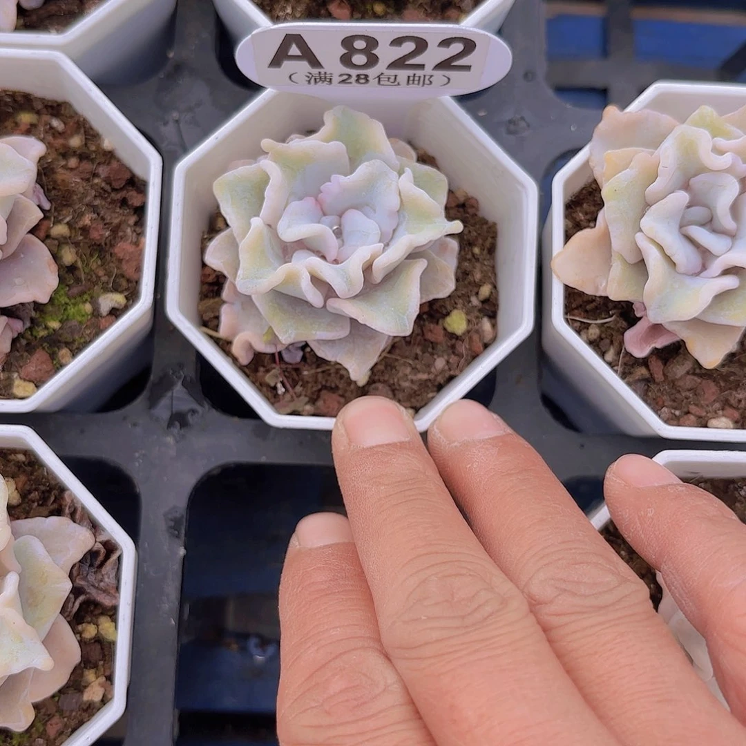 A822饺子皮一物一拍