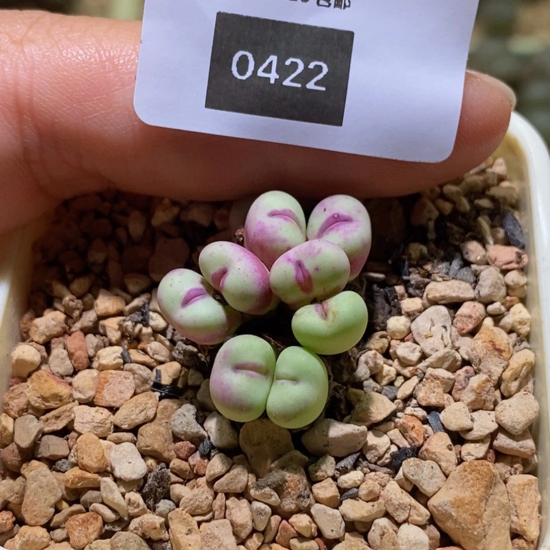 主***我7-0422好看好看群生贝特芬