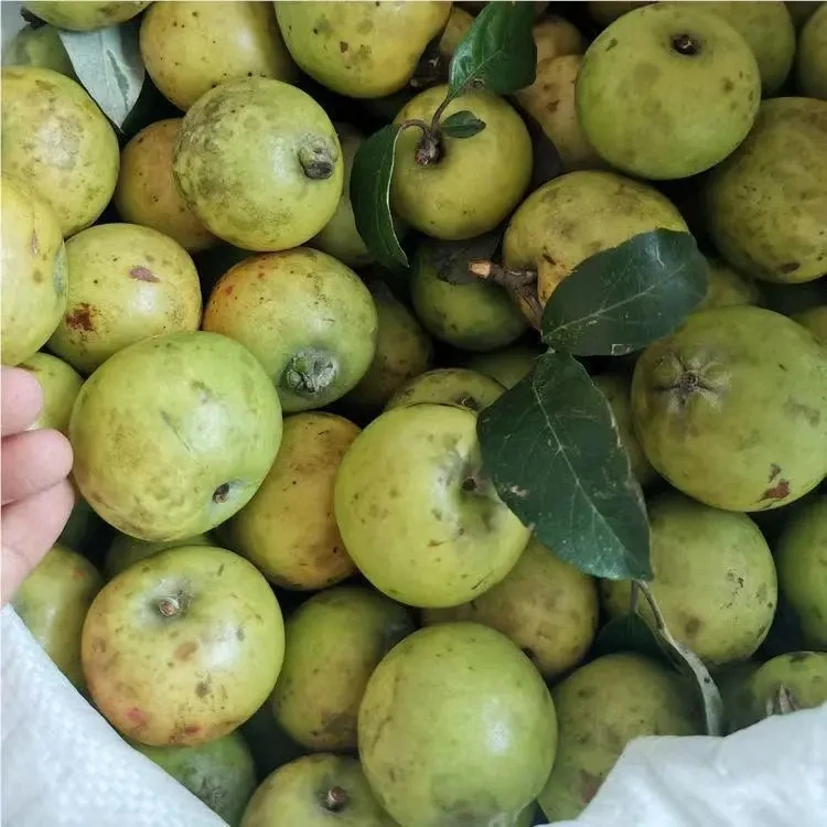 云南特产新鲜野生酸多依果深山野果孕妇喜爱的酸味水果