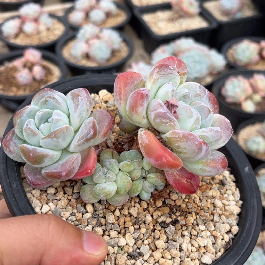 一物一拍满68包邮