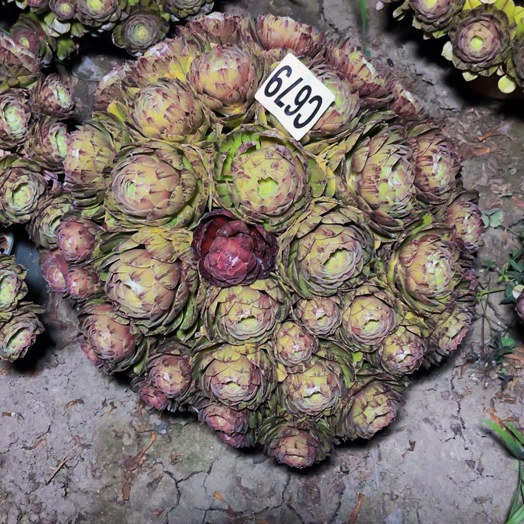 万拉丝14—23包邮法师