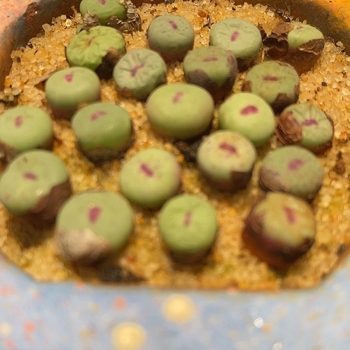 1380B小红嘴2颗。