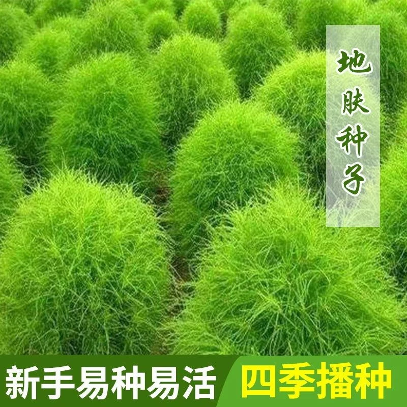 疆藏包邮【地肤种子】红绿色地肤草籽球形庭院易活扫帚苗风滚草