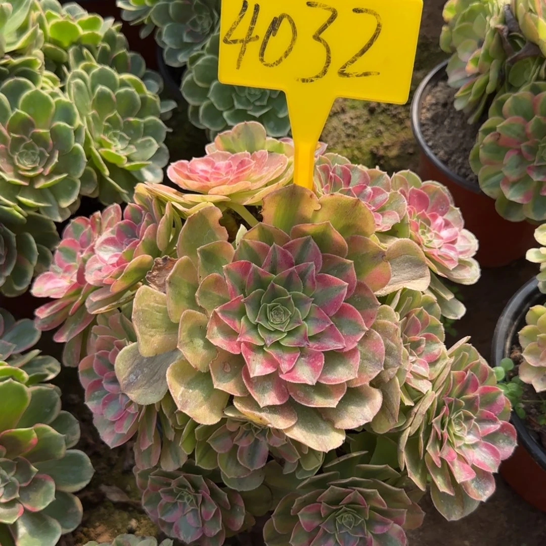 4032+++雨荷多头多肉