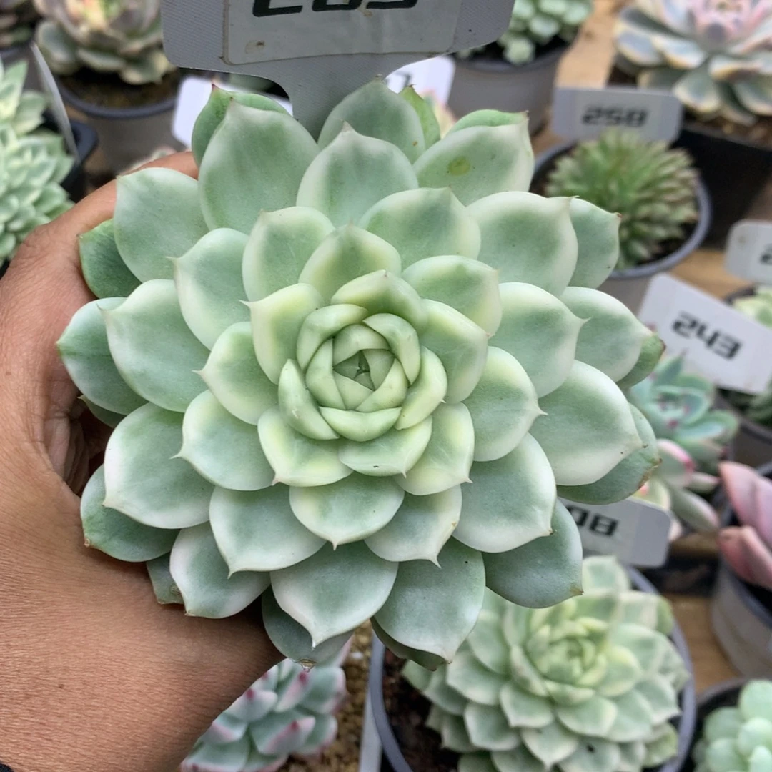 283白瓷麦秆锦锦锦锦锦