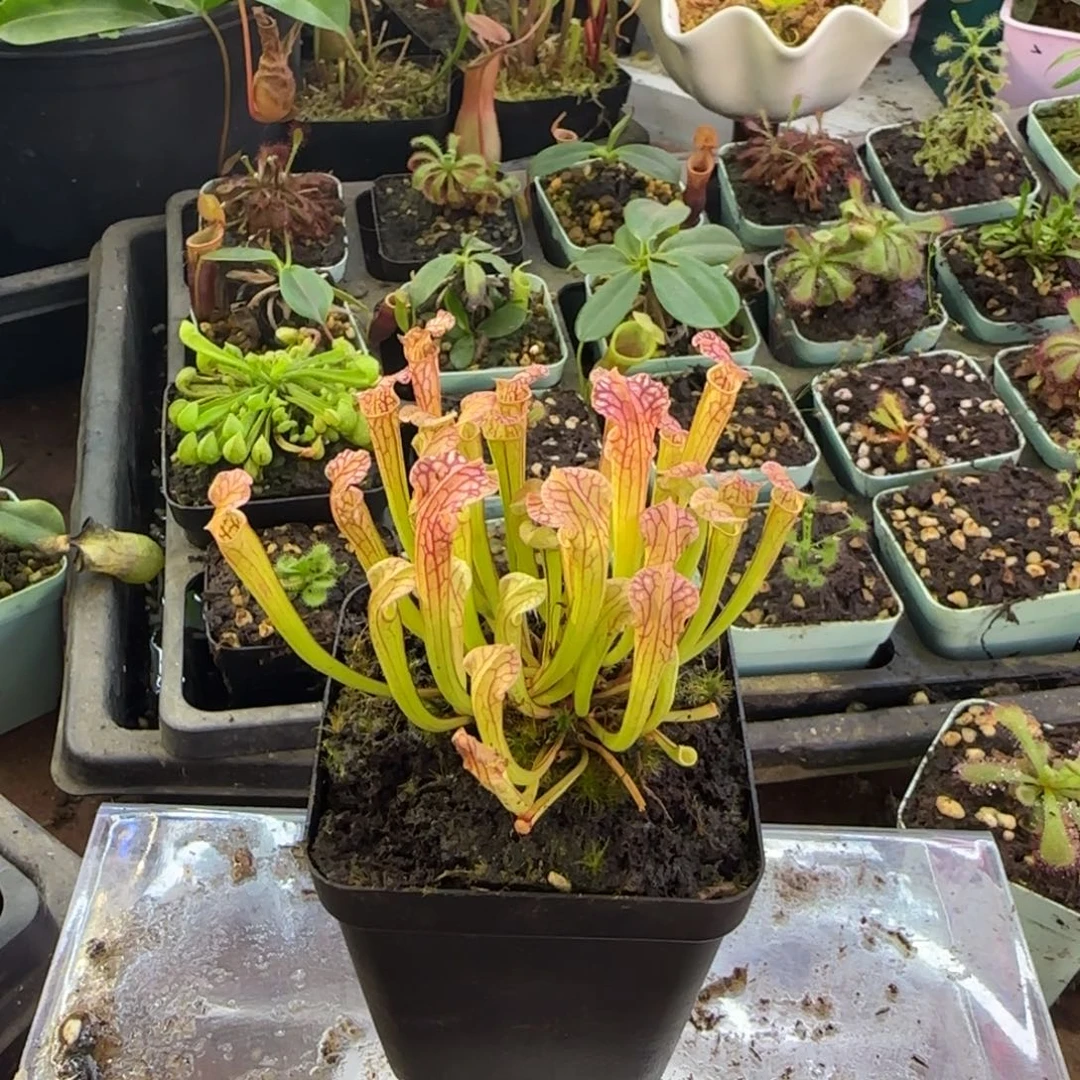 *****完全开放一物一拍瓶子草