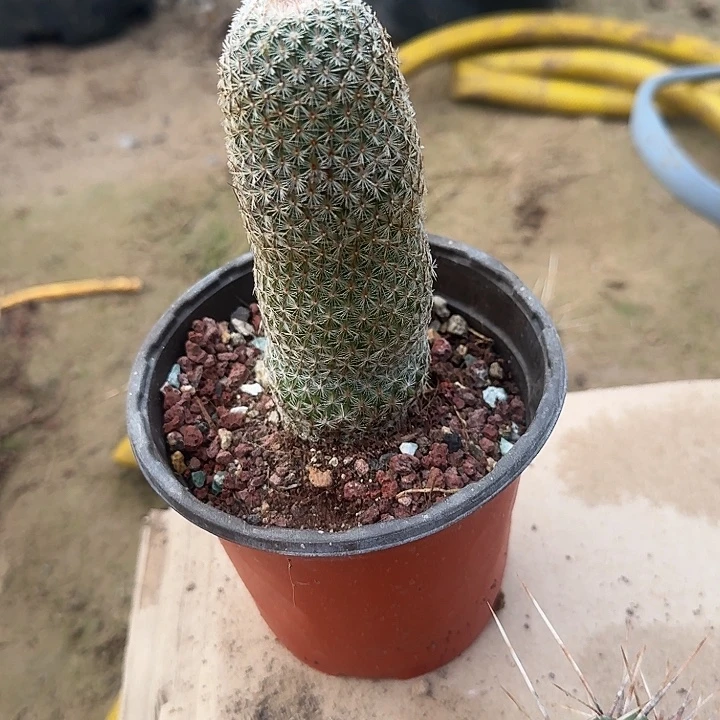 马图搭1个带盆发货