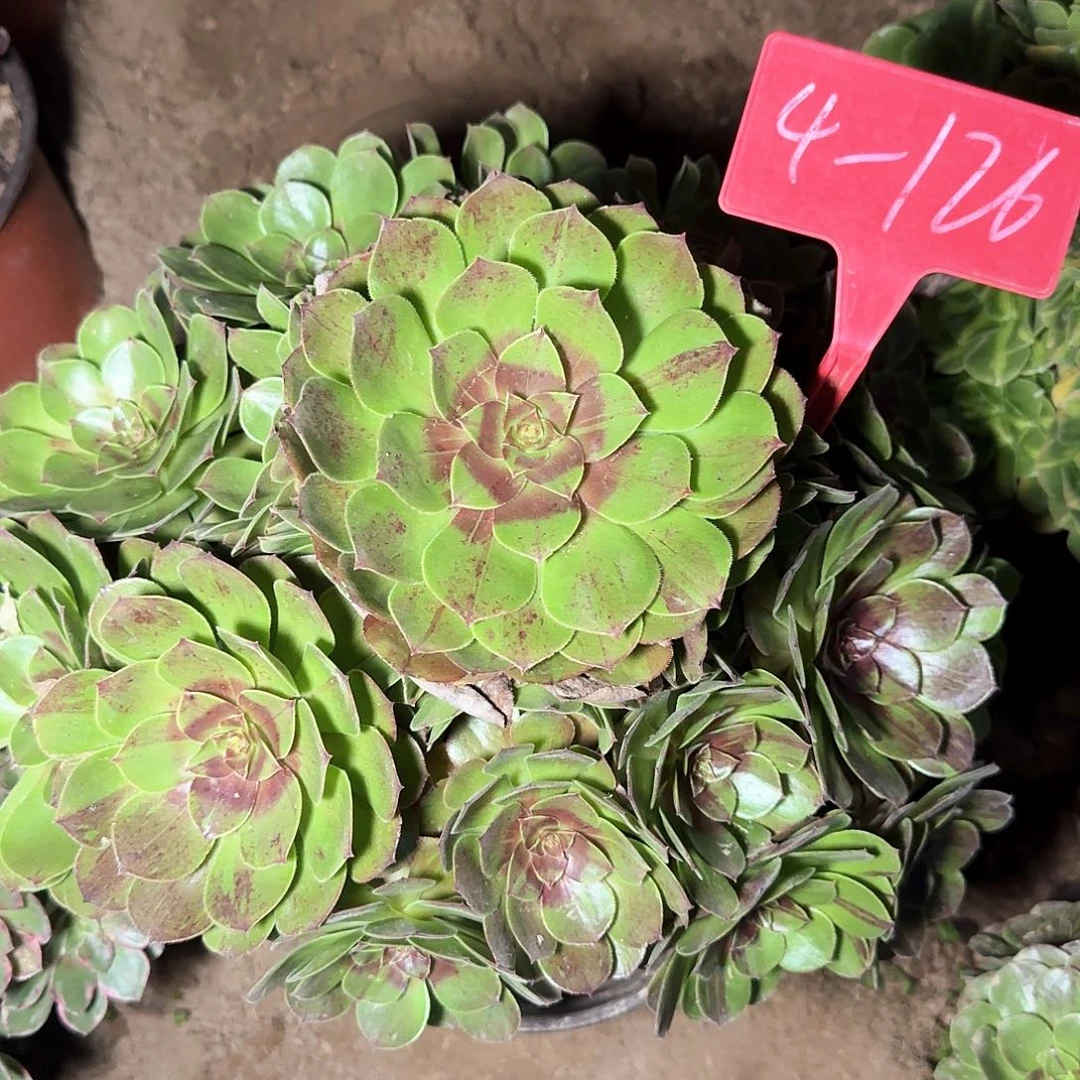 4-126花月夜多肉法师