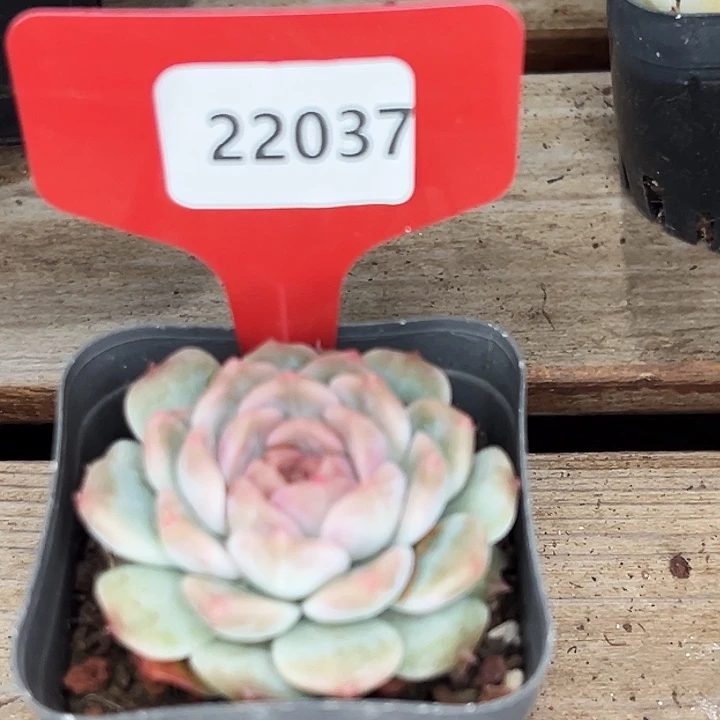 糖心。   22037号。