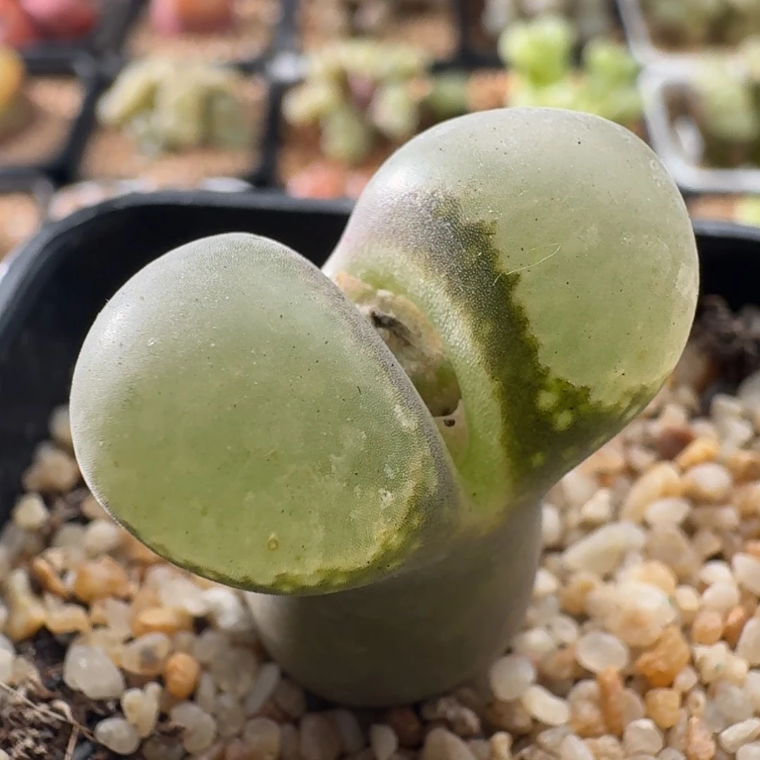 3896风铃玉肉锥植物