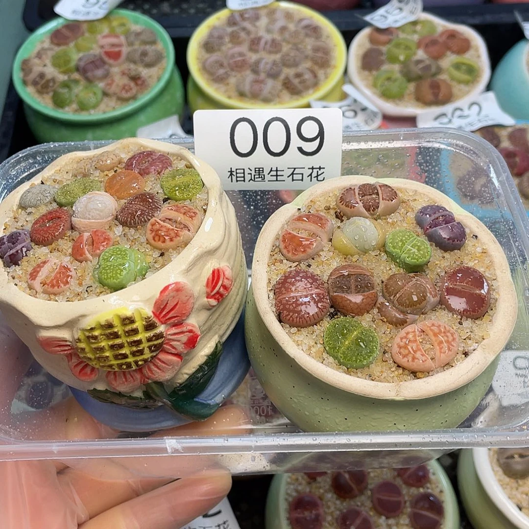 相遇生石花开播福利009