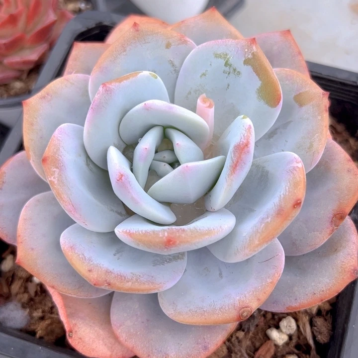 大盆奶茶【一物一拍】两单包邮