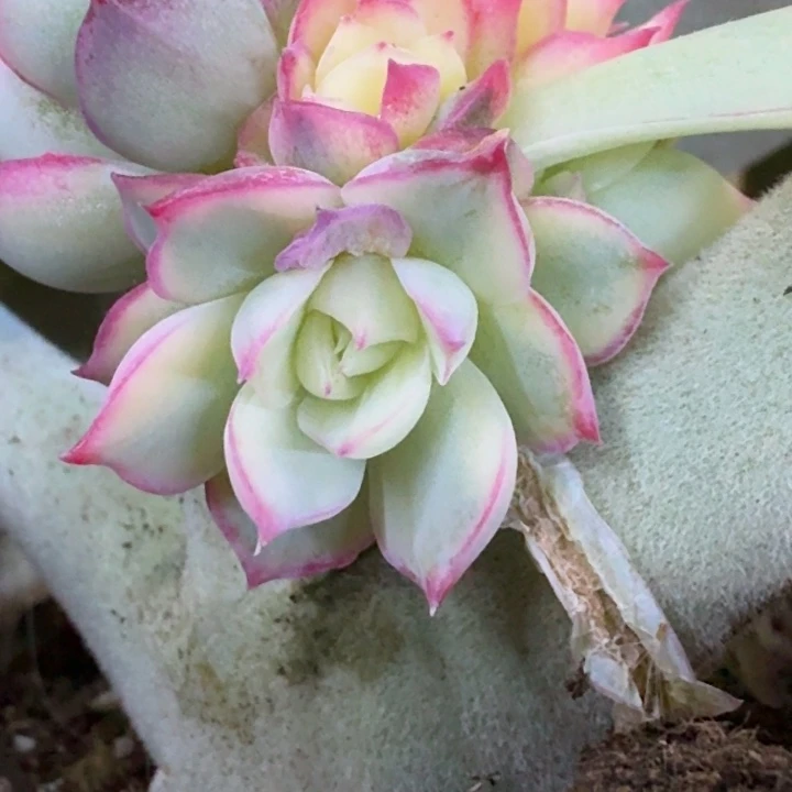 侧影侧芽可预订的