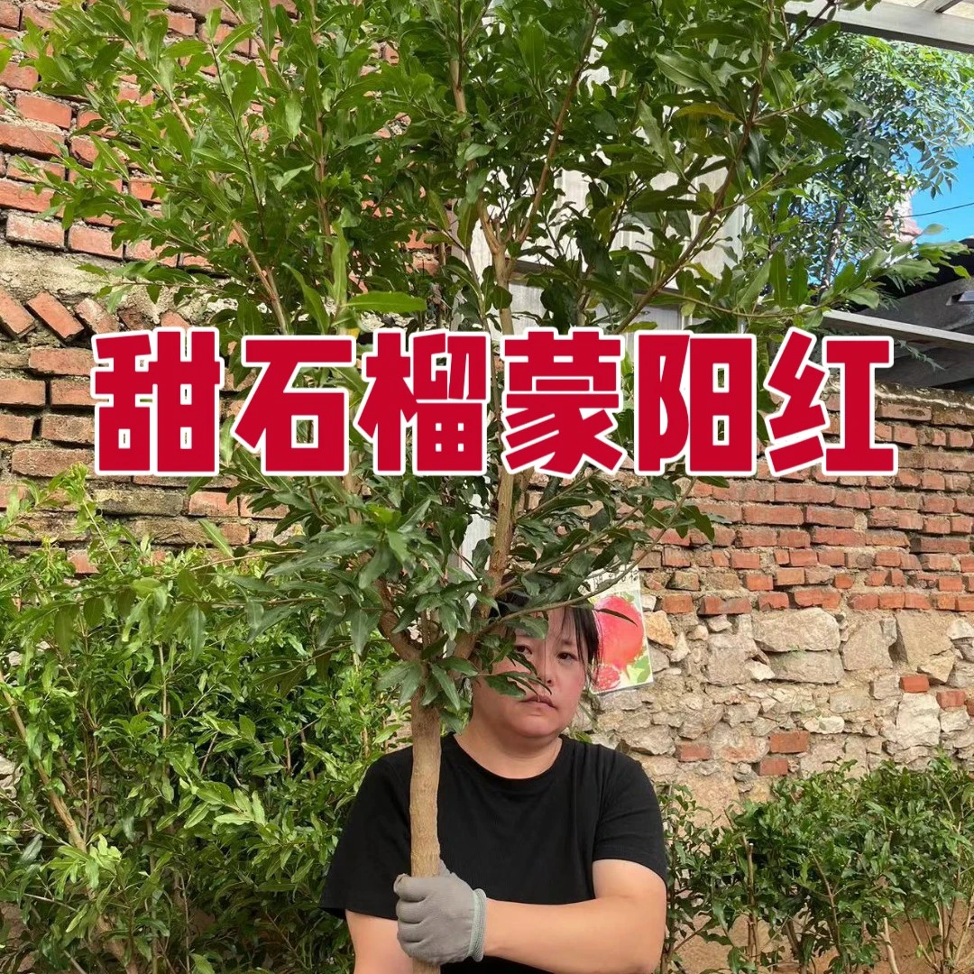 3.5公分粗六年龄带土球蒙阳红大红袍大果甜石榴树苗耐寒枝条带刺