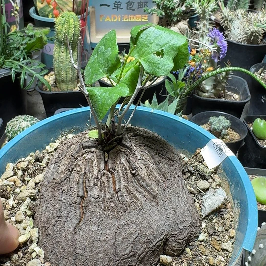 鴻***運396象足龟甲龙带盆发货