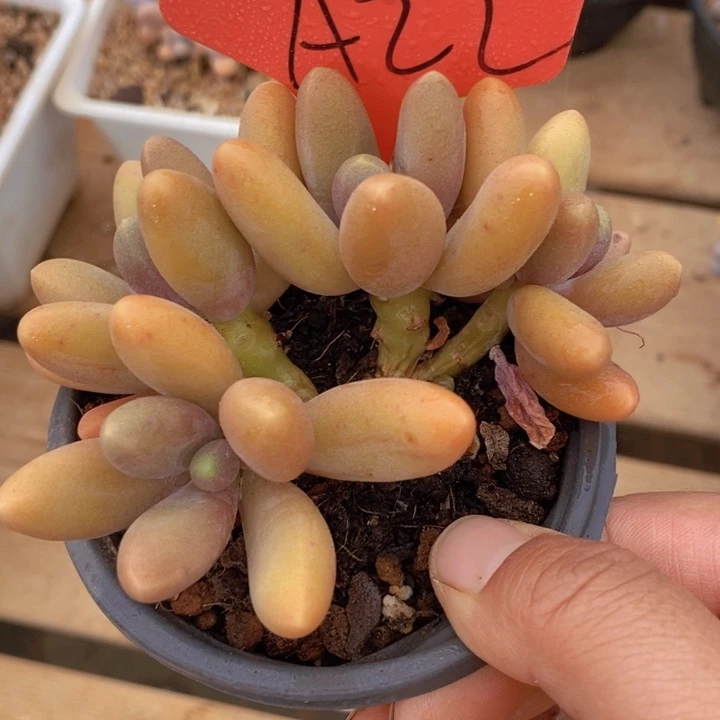 是你给她讲嘛不知道