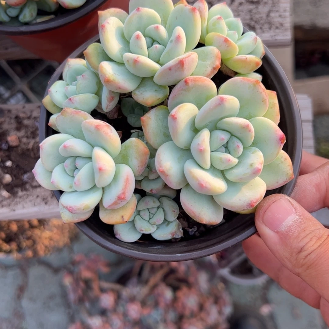 望舒多肉植物精品