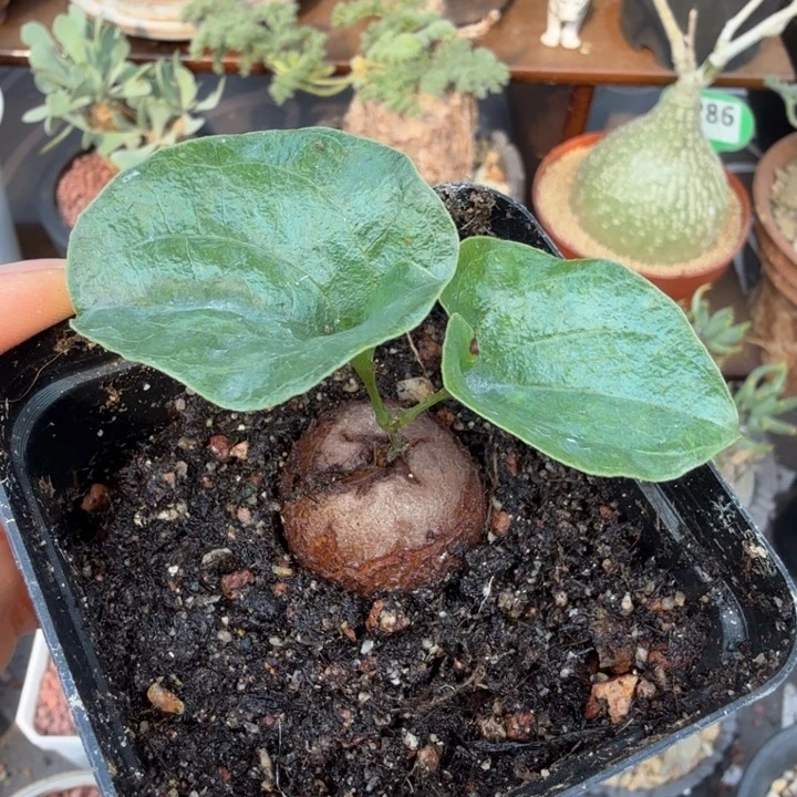 龟甲龙548 （满28包邮）