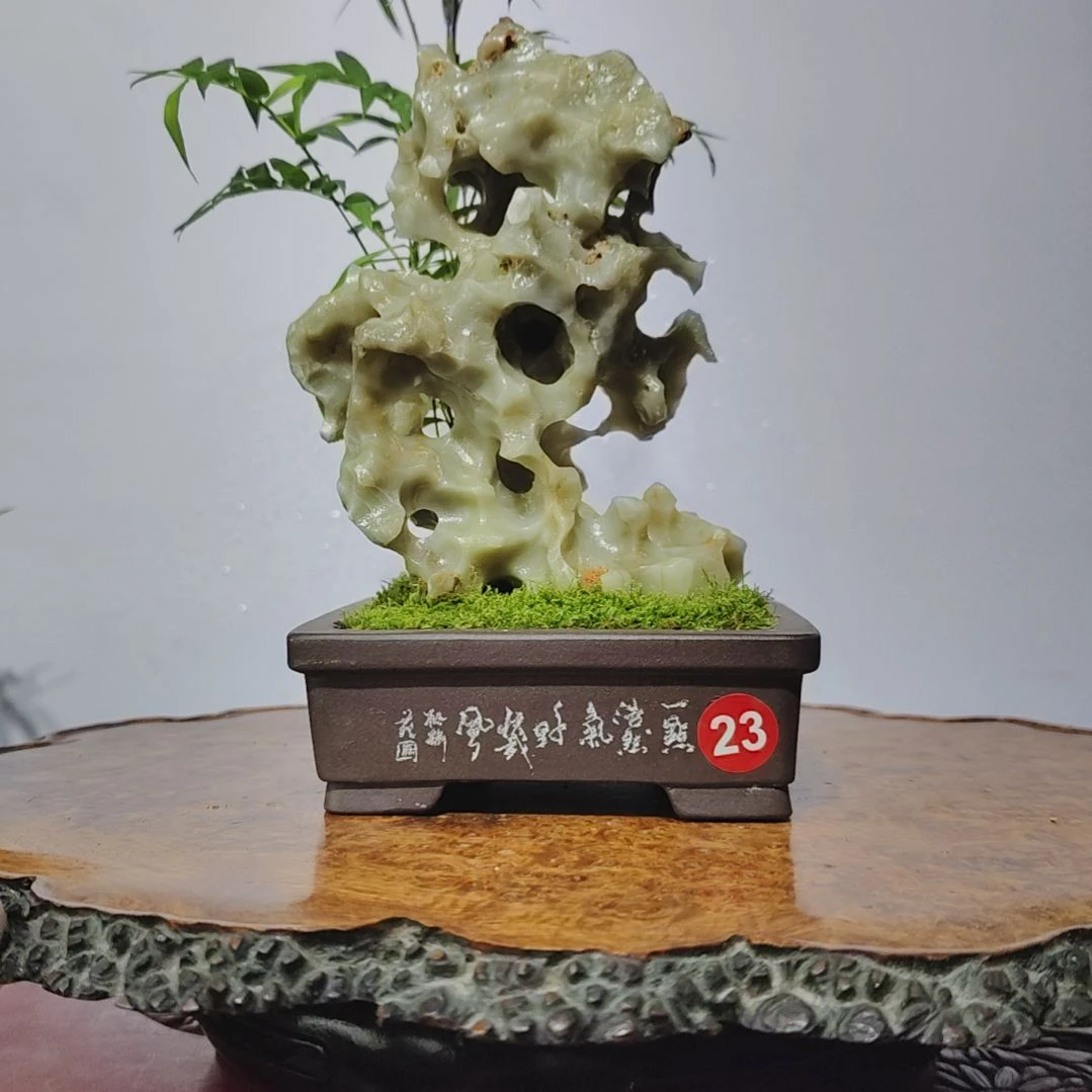 无花朵盆景，凤尾竹，玉玲珑