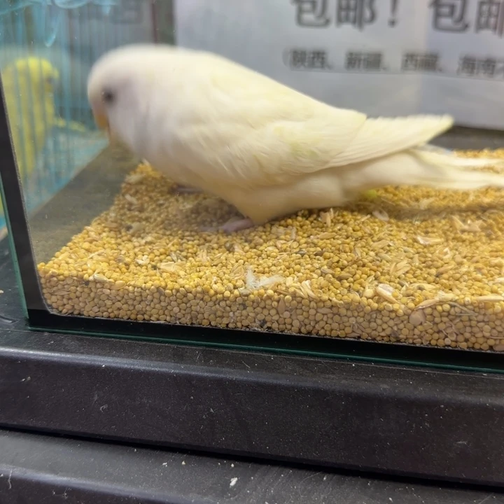 虎皮鹦鹉大头虎皮鹦鹉