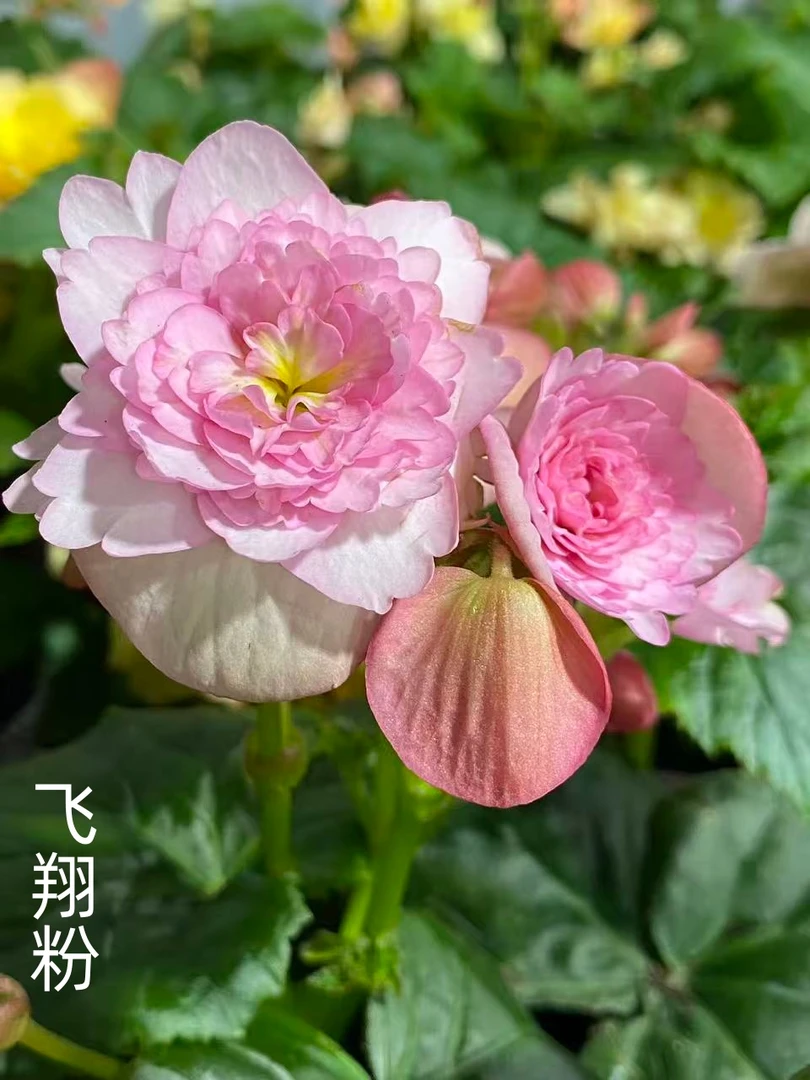 【飞翔粉】丽格海棠多年生四季开花玫瑰海棠室内花卉