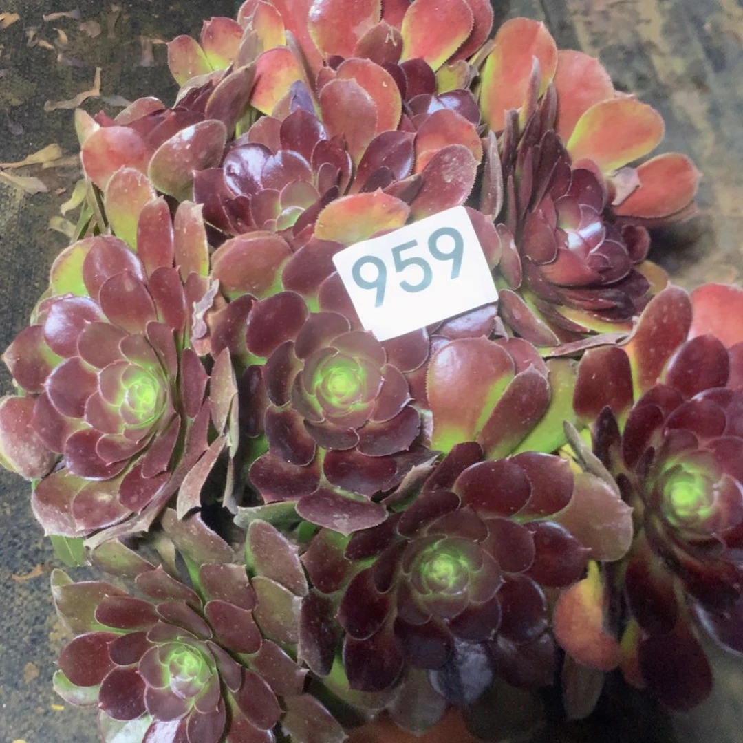 959荷兰玫瑰多肉植物