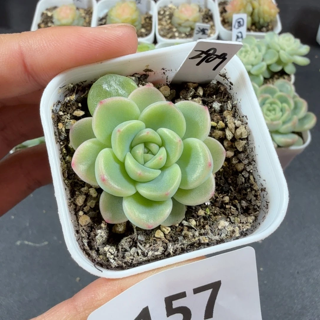 甜心2909帕帕拉恰157