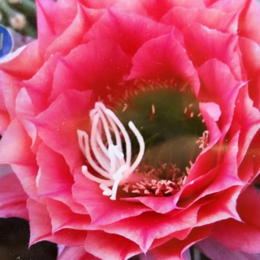 001毛侧牙20包邮37