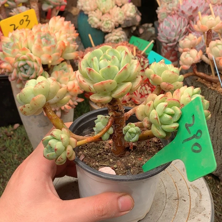 无花朵多肉植物一物一拍290