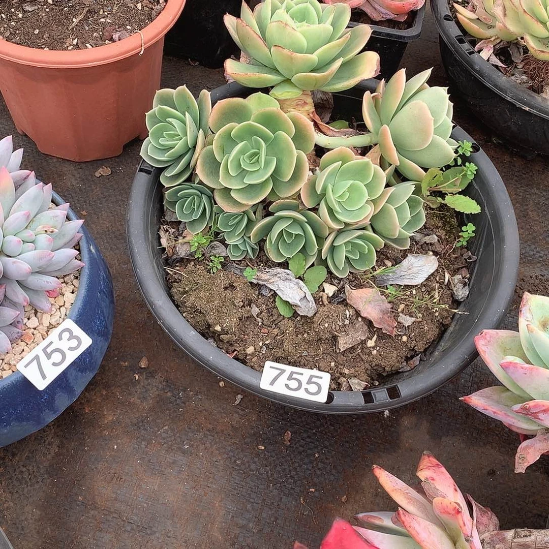 755星纳塔一物一拍多肉