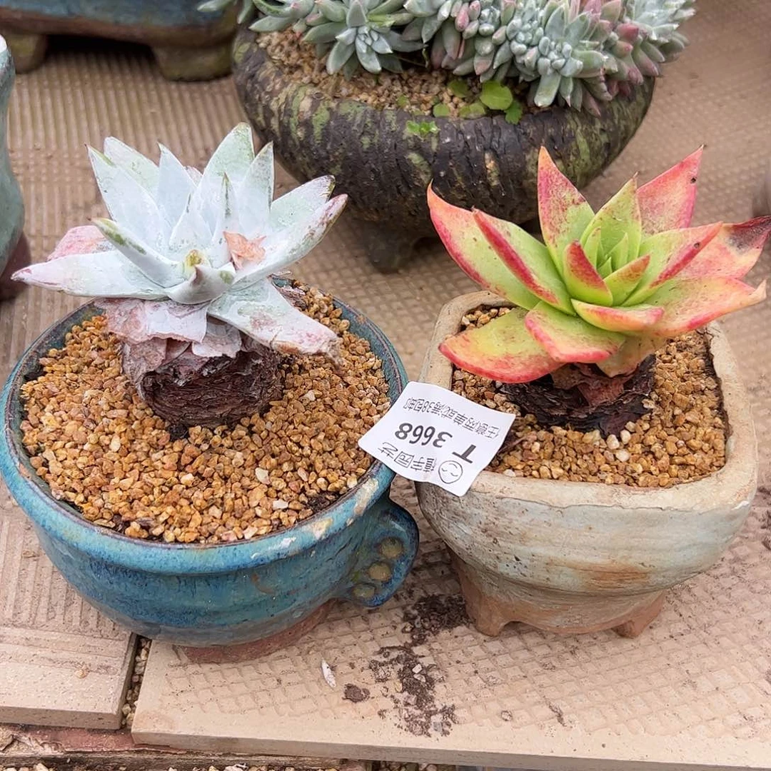 3687仙女杯多肉两颗