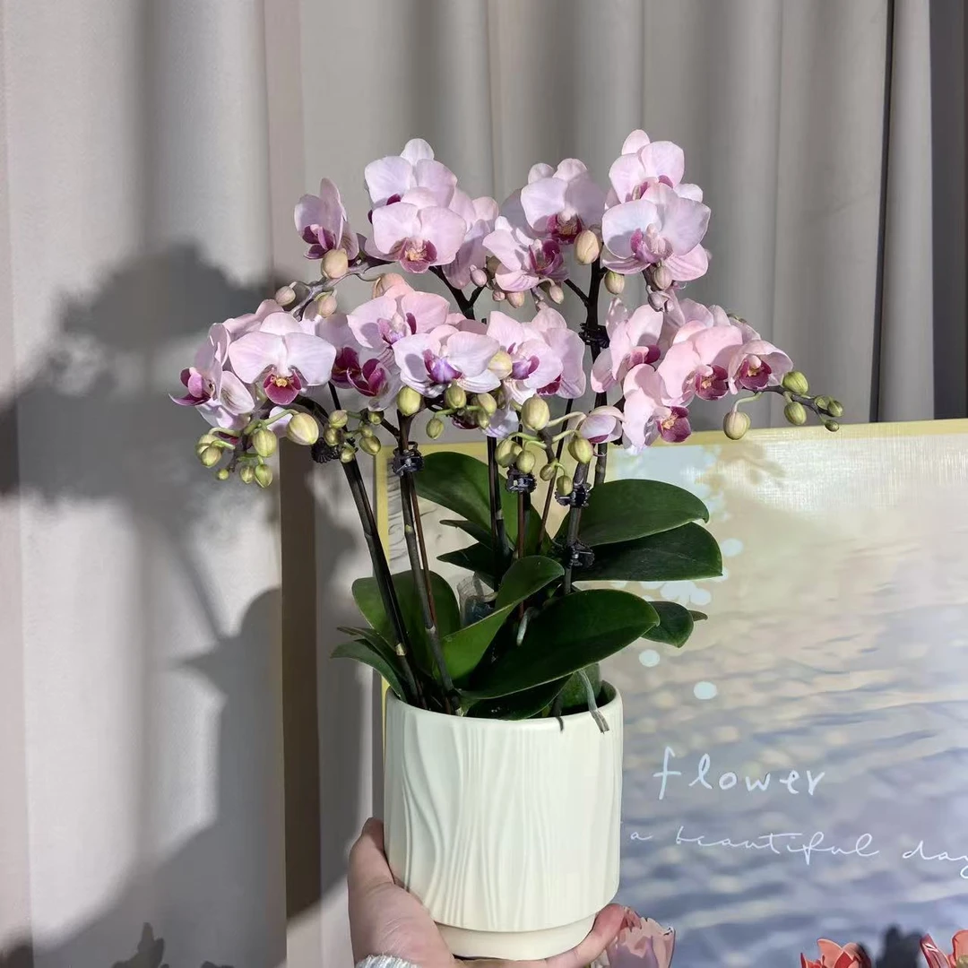 蝴蝶兰（貂蝉）鲜花耐养易活好看易打理 基地直发2-4