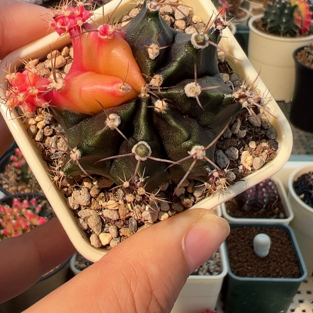 1094 好看的米哈冲冲冲