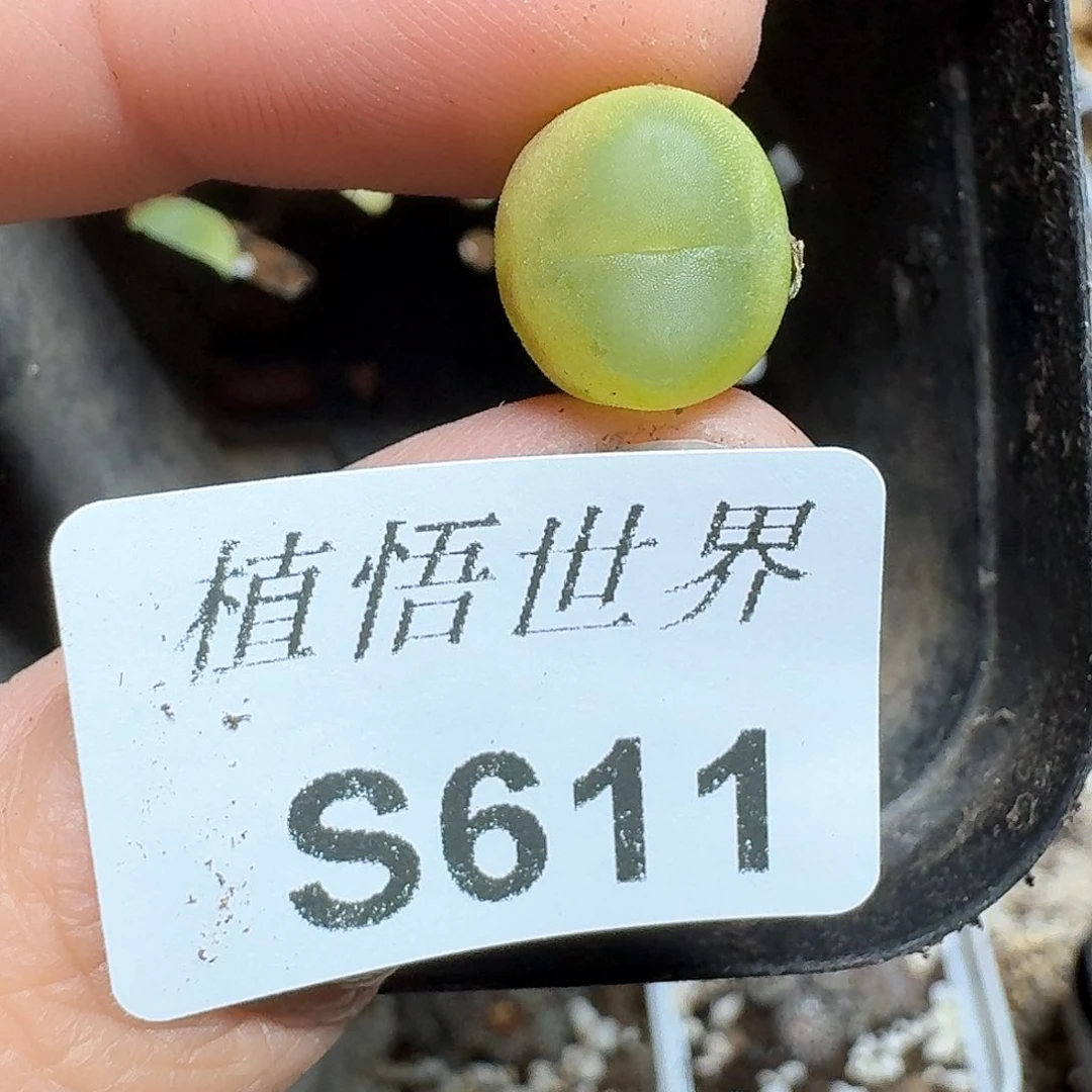 611号多肉植物哇c g