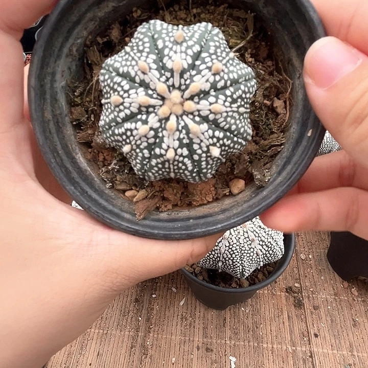 4.9cm奇迹小苗一物一拍